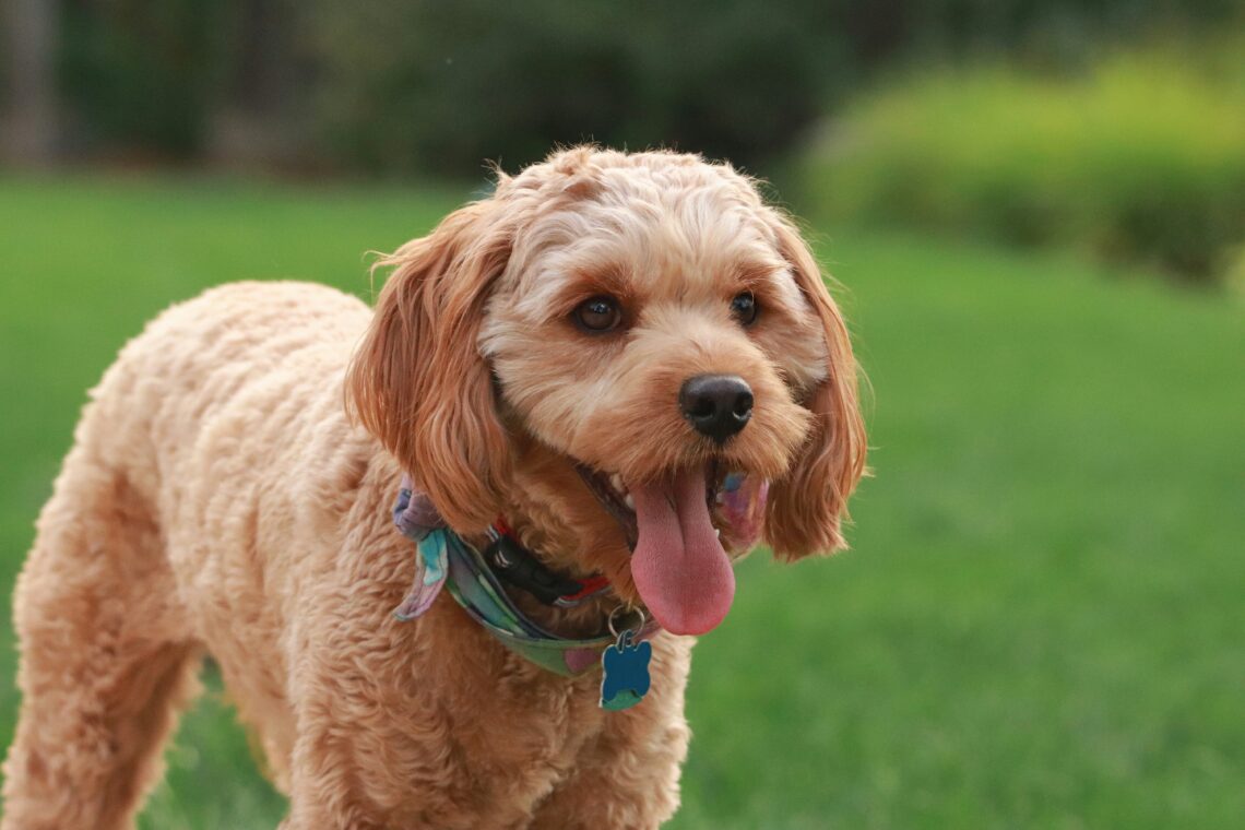 How to Know If a Cavapoo Has Been Raised in a Healthy Home