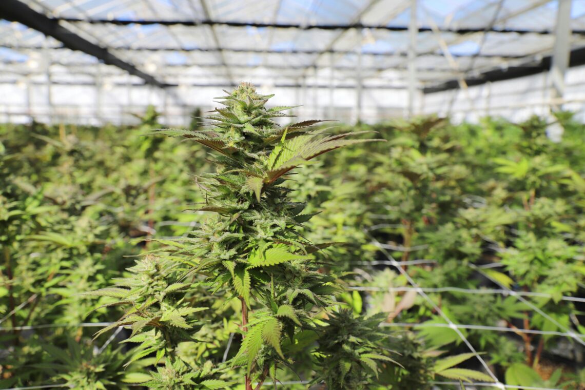 A Beginner’s Guide to Cannabis Gardens