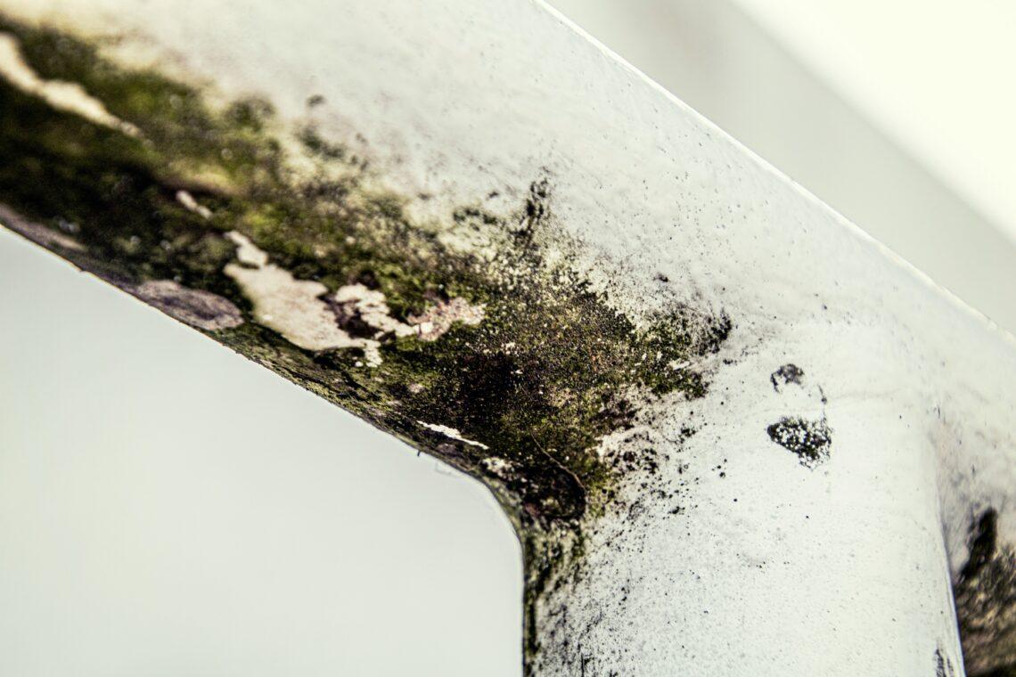 The Hidden Health Risks of Crawl Space Mold in Virginia Homes