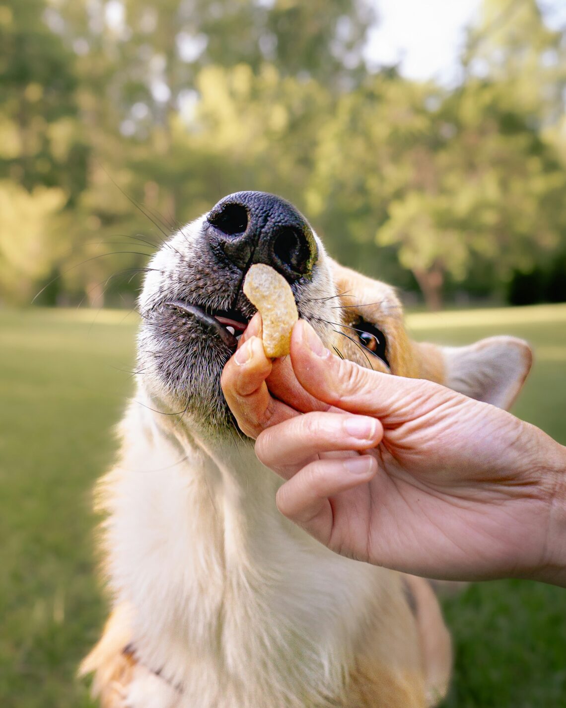 5 Best Digestible Dog Chews for Dogs With Sensitive Digestive Systems