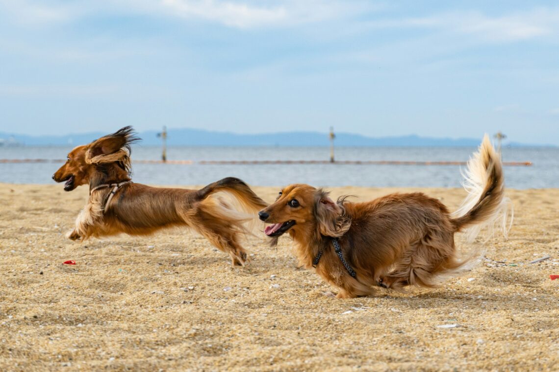 Elbow Dysplasia in Dogs: 5 Prevention Tips for High-Energy Breeds