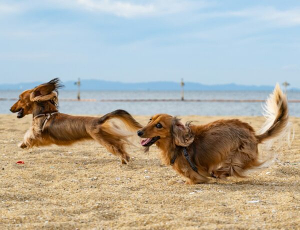 Elbow Dysplasia in Dogs: 5 Prevention Tips for High-Energy Breeds