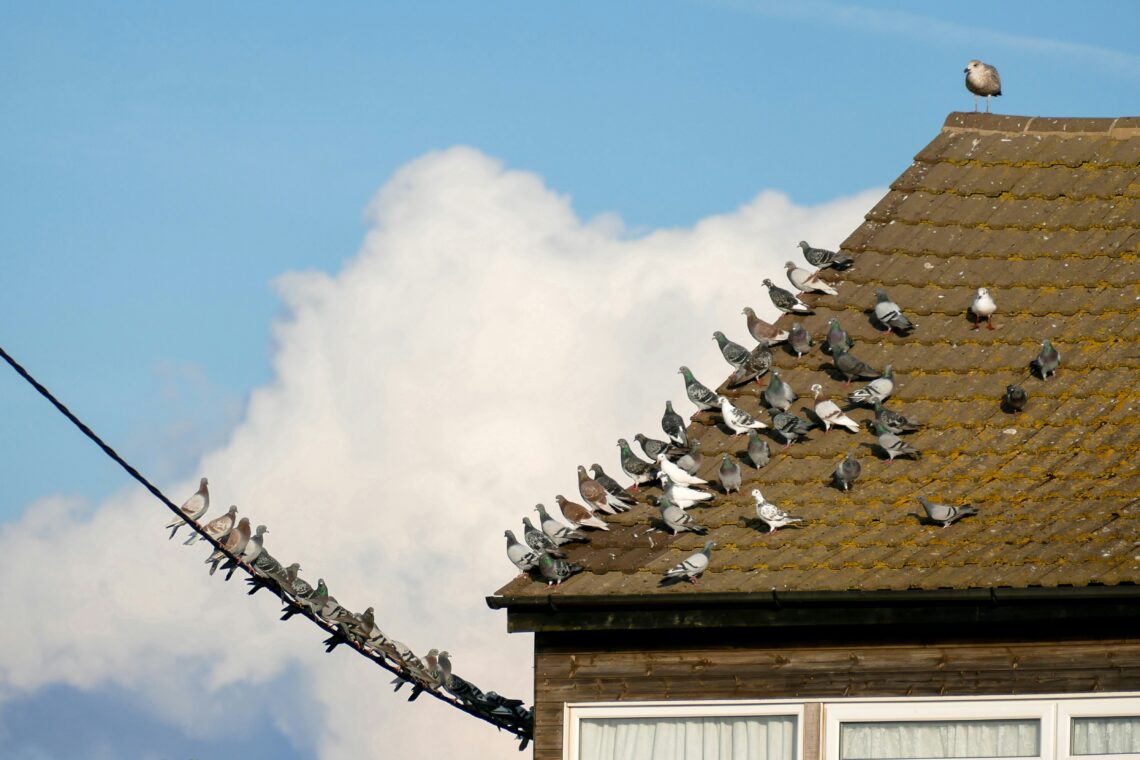 How Bird Prevention Breaks the Cycle of Recurring Infestations