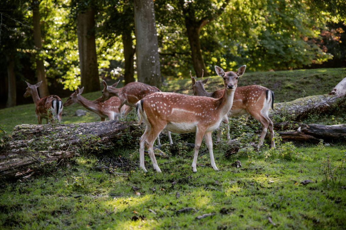 Complete Deer Placenta Supplement Consumer Guide