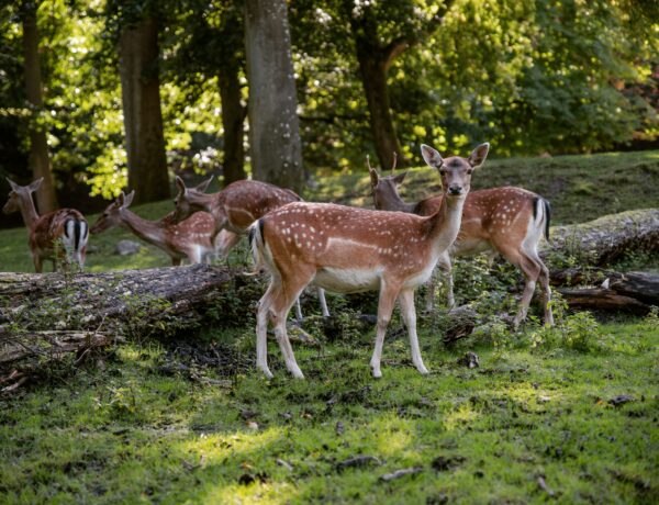Complete Deer Placenta Supplement Consumer Guide