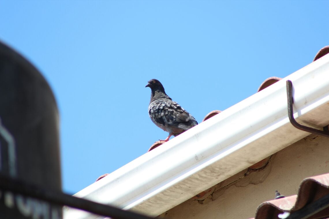 How to Keep Wildlife Out of Your Home Without Turning Your Yard Into a Fortress