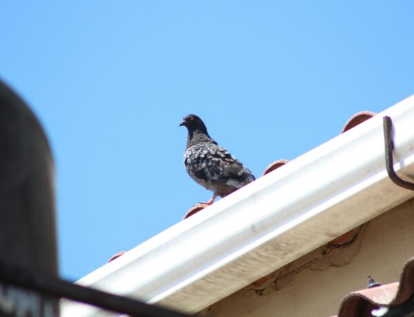 How to Keep Wildlife Out of Your Home Without Turning Your Yard Into a Fortress