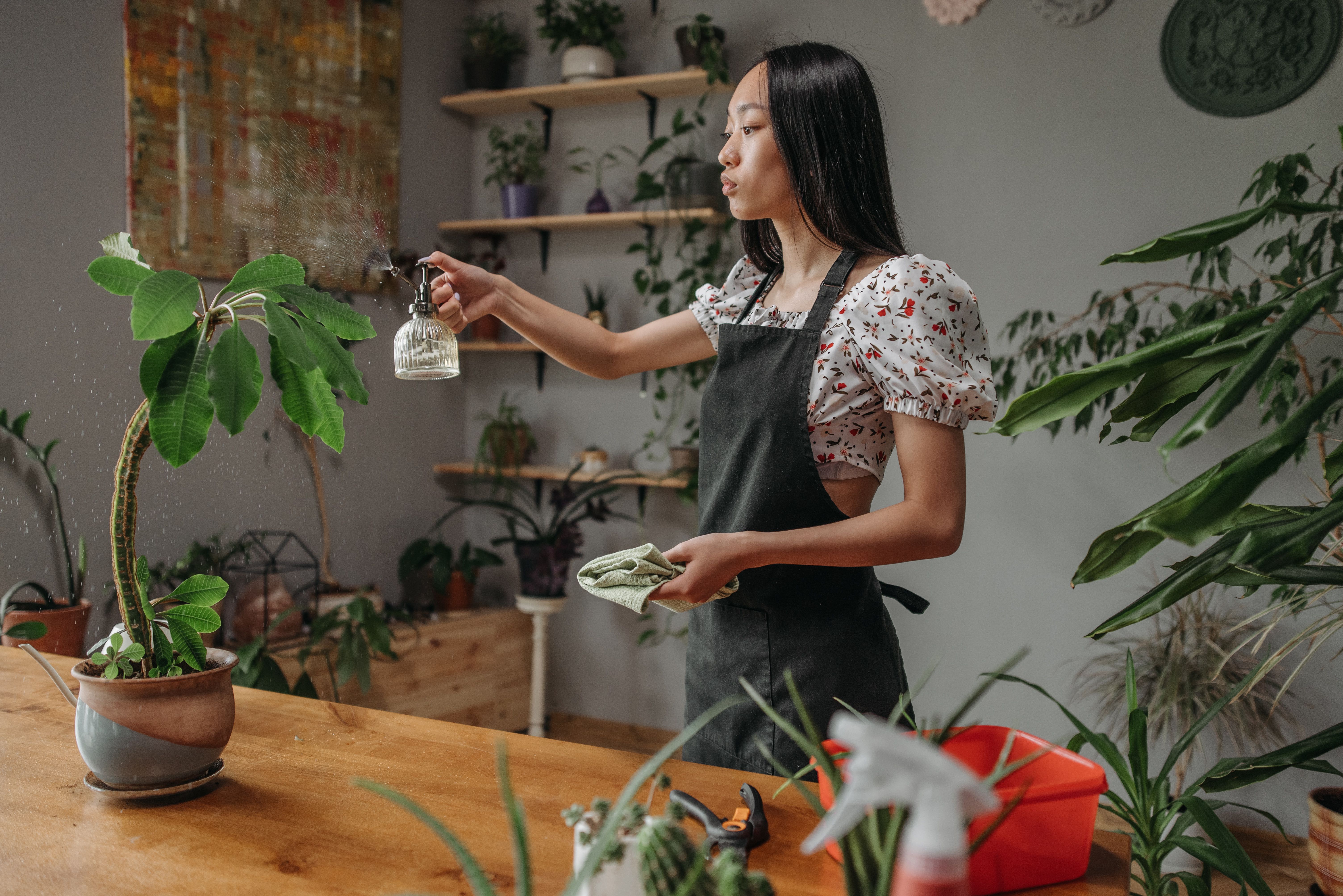 Indoor Plant Care Fundamentals for Healthy Flowering Houseplants